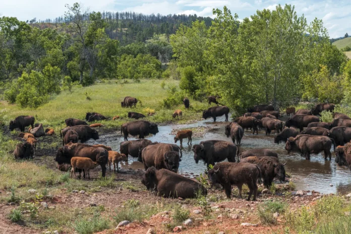 Bison Bison: Copyright Hawk Buckman